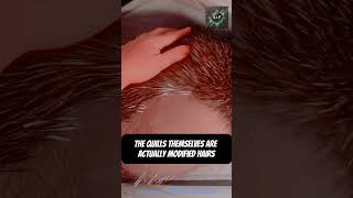 The Astonishing Reason Animals Stay Away from Porcupines shorts factshorts facts shortsviral [upl. by Bunch]