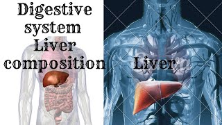 Digestive system liver composition  hepatocytesbile canaliculus hepatic sinusoids [upl. by Asquith]