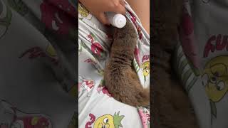 millo pecicilan 😅 otter sero berangberanglucu pets shortsvideo [upl. by Naginarb]