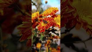 Honey Bee on Flower  Grace in Nature Honey Bee Pollinating a Flower explorewithhamza honeybee [upl. by Elvah]