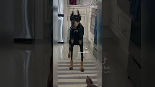 dobermans dobie dobermanpinscher doberman dogs doglife [upl. by Richer979]