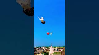 shortvideo pigeon kabootar kabutarbazi shortvideo kabutarfan428 [upl. by Sadira]