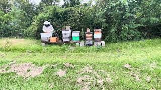 ELM GROVE APIARY Work through Oxalic acid dribble method for varroa mites Part 2 of 3 [upl. by Alakam]