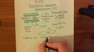 Endothelium Dependent Hyperpolarization Factor Part 1 [upl. by Enoid695]