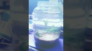 Aquarium new build up glass jar  Dirted walstad method  plantedaquarium natural aquatic [upl. by Liarret713]