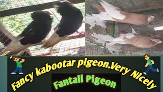 pigeon playing ping pongviralvideo shortsvideo shorts pigeon pingpong [upl. by Mora679]