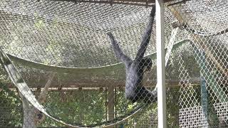 Golden Cheeked Gibbons Howling Singing LA Zoo Los Angeles California USA June 3 2021 Primates [upl. by Swayne]