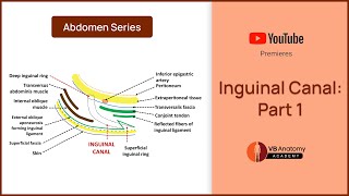 Inguinal Canal Part 1 Anatomy Function and Clinical Significance [upl. by Aicilanna767]