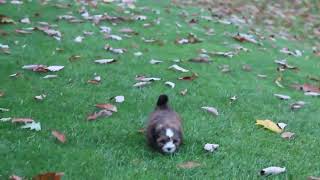 ShihPoo Puppies For Sale [upl. by Anayek]