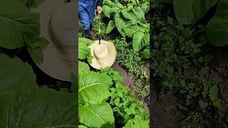 Applying herbicide for weed control process [upl. by Ettevol628]