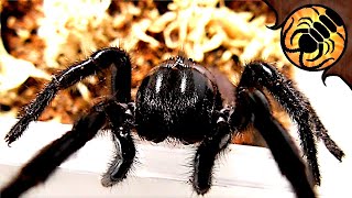 Funnelweb spider almost ESCAPES  centipede rehouse [upl. by Kessel273]