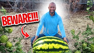 6 Common Watermelon Growing Mistakes [upl. by Aket]