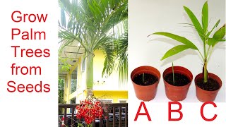 How to grow Palm Trees from Seed [upl. by Janus]