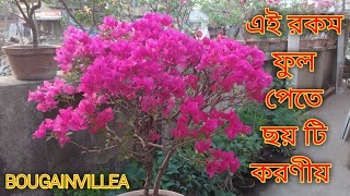 How to care of bougainvillea for 100 flowering [upl. by Anipsed891]