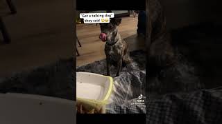 He is SO entitled 🤣 dogmama talkingdog sassydog cutepuppy [upl. by Htebyram]