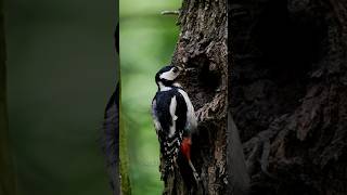 Woodpecker bird 🐦 facts in hindi  woodpecker birds facts shorts youtubeshorts wildlife [upl. by Conrade176]