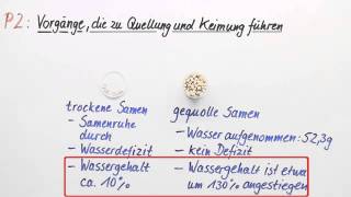 Quellung und Keimung Vorgänge die dazu führen  Biologie  Botanik [upl. by Kamilah]