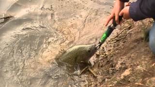 Murray cod caught in Gwydir river [upl. by Leacim531]