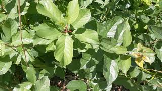 Identifying invasive buckthorns [upl. by Mehta]