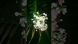 Desperado songs lyrics desperado raghav song greenery plants flowers night songslyrics Like [upl. by Yerffoeg]