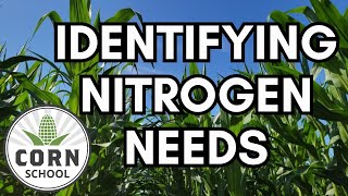 Corn School Which leaf identifies nitrogen needs [upl. by Yanahs444]