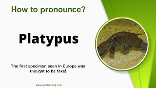 How to pronounce Platypus in English Correctly [upl. by Stargell]