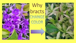 how plants communicate with pollinators why some bracts change color sandpaper creeper [upl. by Ceevah171]