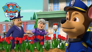 La recherche de la tulipe de poulet rare et plus encore   PAW Patrol dessins animés pour enfants [upl. by Sallyanne]