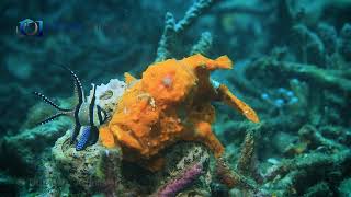 Frogfish Attacking Prey  Slow Motion 120 fps [upl. by Siuqram]