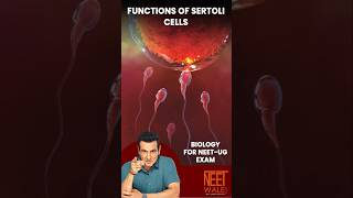 Function of sertoli cells  Male reproductive system  Human Reproduction  neet science biology [upl. by Dilisio]