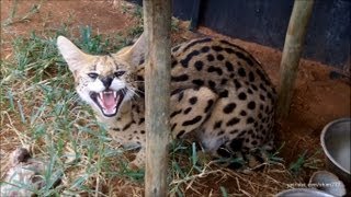 A day with the Servals and Caracals [upl. by Nally]