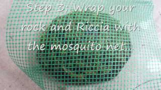 4 Easy Steps to Grow Riccia fluitans on Rocks [upl. by Ydnam45]