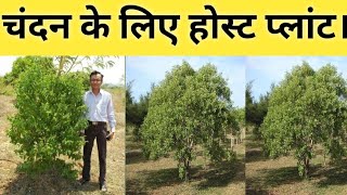 चंदन के लिए होस्ट प्लांट। sandalwood host plant management  sandalwood farming  Chandan ki kheti [upl. by Arebma465]