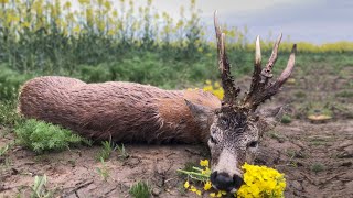 Medal Class Roebuck Hunting  Jagd für grosse abnorme Böcke [upl. by Lexy]