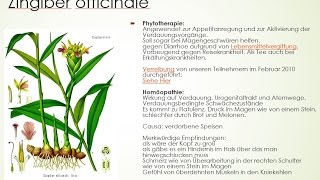 Materia medica von ZA Zingiber officinale  Der Ingwer [upl. by Lerak]