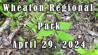 Wheaton Regional Park Healing April 2024 [upl. by Sivrep887]