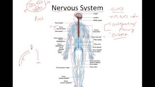 Signs of CNS Injury [upl. by Asilanna]