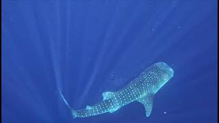 Whale Shark Ningaloo Reef [upl. by Cormac]