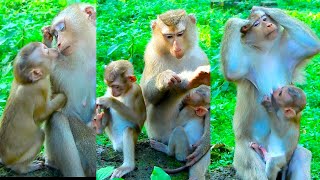 Lovely Monkey Pays Attention For Flora Mum Take It Easy Sleeping amp Nursing Baby Floran Very Well [upl. by Aretha103]