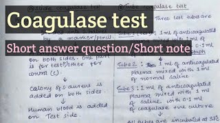 Coagulase test  Staphylococcus aureus [upl. by Bartie]