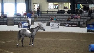 RRP Thoroughbred Makeover Freestyle  Sir Teddy aka Fly With Me aka Teddy [upl. by Keese503]