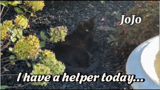 Adding Fire chief Arborvitae to front bed  rearranging Pugster Butterfly Bushes  MARATHON [upl. by Eceer851]