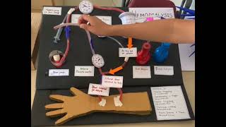 Haemodialysis l Science working model l [upl. by Trebor156]