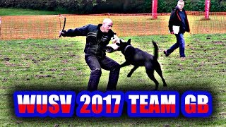 WUSV IPO 2017 Team GB Selection Trial Schutzhund Protection Defence GSD Dog compilation GSDL BAGSD [upl. by Chapman]