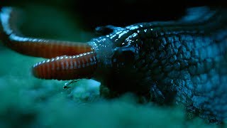 Rare Giant Snail Feasts On Earthworm  Wild New Zealand  BBC Earth [upl. by Jonina]