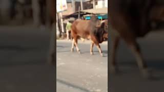 Gau mata short video upload new kadar karlo gau mata ki bhuki payashi roda pa gumha hai jai gau ma [upl. by Cote]