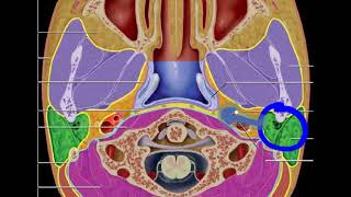 SUPRAHYOID NECK SPACES [upl. by Angadresma840]