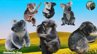 Beautiful Koala Sound Effects Animals Moments  Animals Zoo [upl. by Deana469]