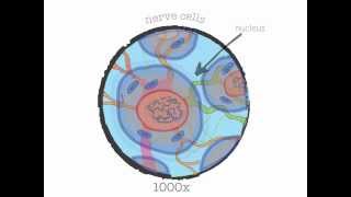 Genetics 101 Part 1 of 5 What are genes [upl. by Fernande973]