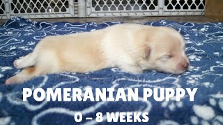 Puppy Transformation  Pomeranian Baby Growing from 08 Weeks [upl. by Trillbee]